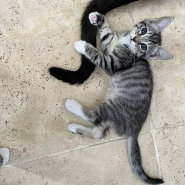 Barbidou, chat femelle tabby et blanc recueilli par Les ti'chats
