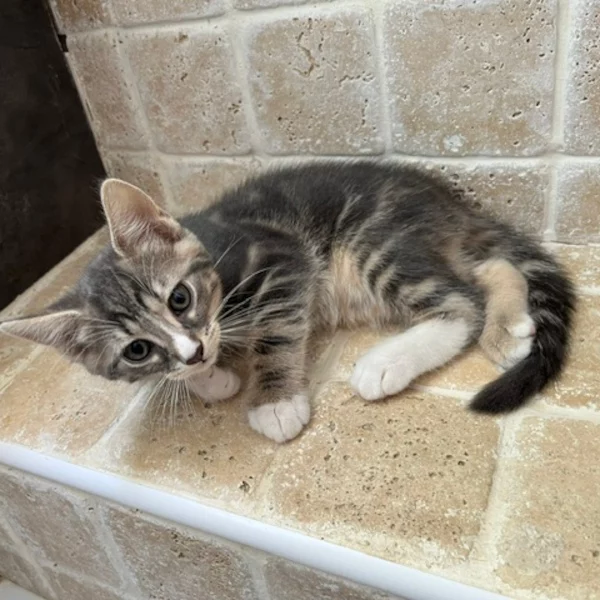 Barbidul, chat mâle tabby recueilli par Les ti'chats