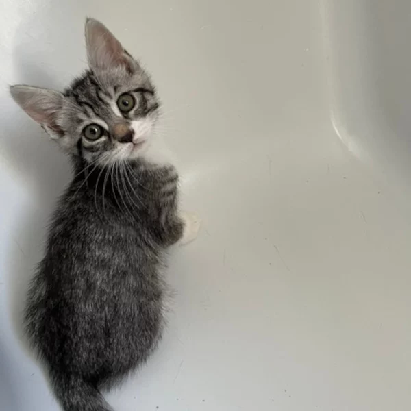 Barbotine, chat mâle Tabby et blanc recueilli par Les ti'chats