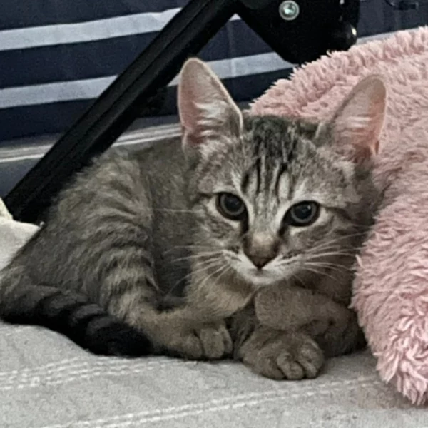 Brittany, chat femelle tabby gris recueilli par Les ti'chats