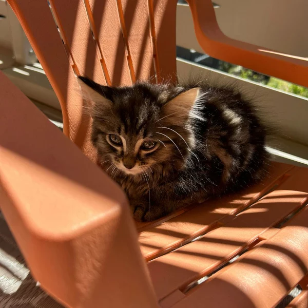 Brumme, chat femelle tabby recueilli par Les ti'chats