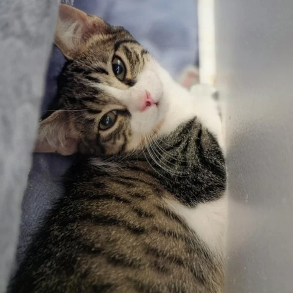 Cléa Alinesson Cléa Alinesson, chat femelle tabby et blanc recueilli par Les ti'chats