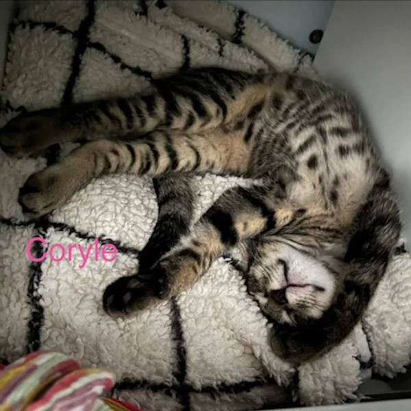 Coryle Avelinesson Coryle Avelinesson, chat mâle Tabby recueilli par Les ti'chats