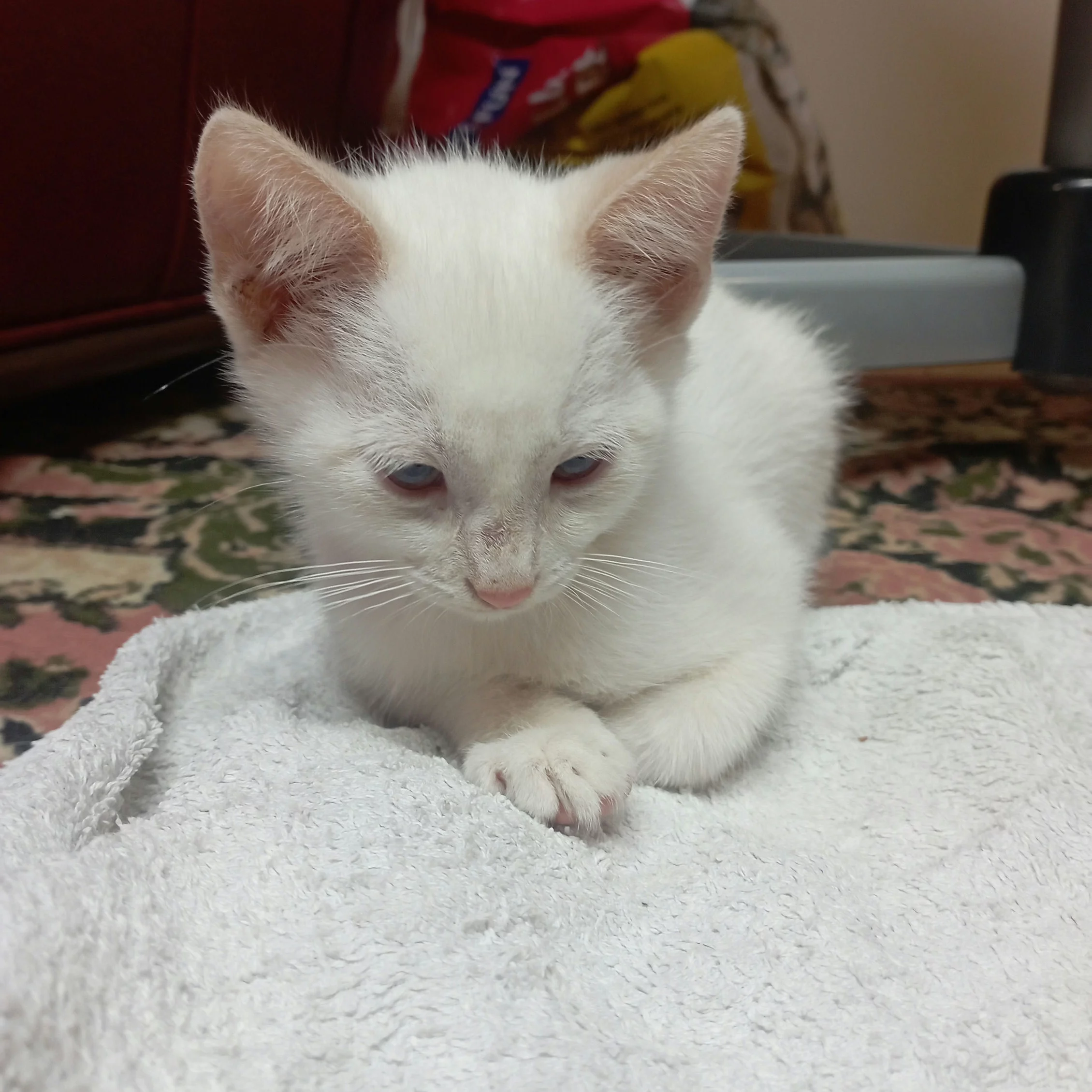 Kropott Ritalinesson Kropott Ritalinesson, chat mâle blanc recueilli par Les ti'chats