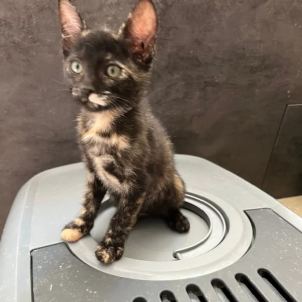 MazyKeen Lindasson MazyKeen Lindasson, chat femelle Ecaille de tortue recueilli par Les ti'chats