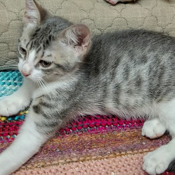 Merx Ritalinesson, chat femelle tabby blanc et gris recueilli par Les ti'chats
