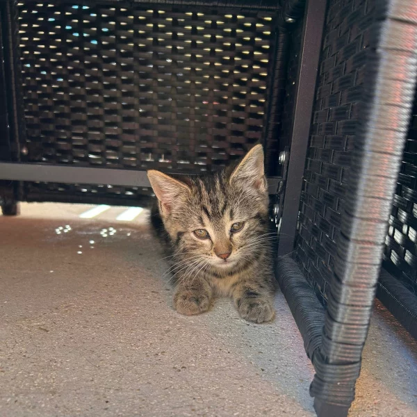 Plumme, chat femelle Tabby recueilli par Les ti'chats