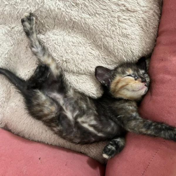 Trixie Lindasson Trixie Lindasson, chat femelle écaille de tortue recueilli par Les ti'chats