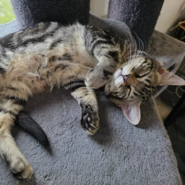 Verso Alinesson, chat mâle tabby recueilli par Les ti'chats