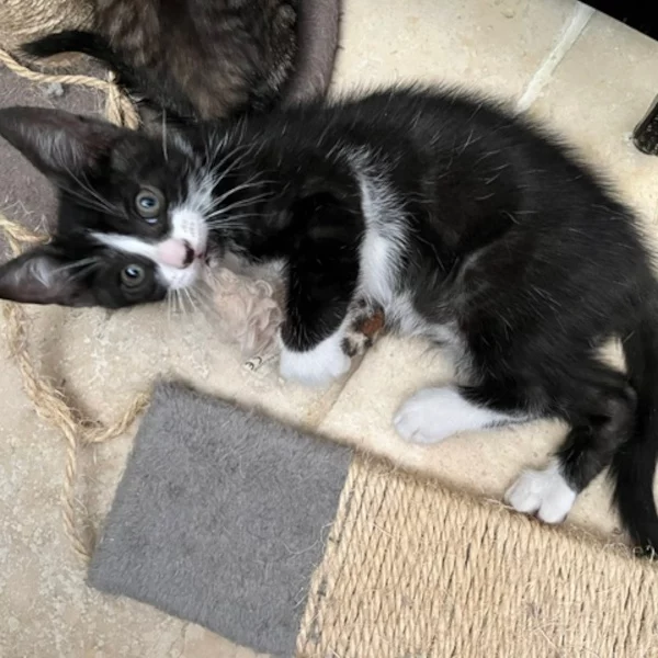 Barbalala Barbalala, chat mâle noir et blanc recueilli par Les ti'chats