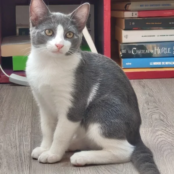 Kahlo Ritalinsson Kahlo Ritalinsson, chat mâle gris et blanc recueilli par Les ti'chats