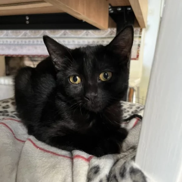 Keta Azurasson Keta Azurasson, chat femelle noir recueilli par Les ti'chats