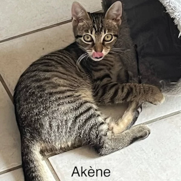 Akène Avelinesson Akène Avelinesson, chat femelle tabby recueilli par Les ti'chats