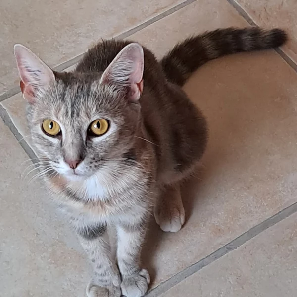 Altaï Altaï, chat femelle tabby recueilli par Les ti'chats