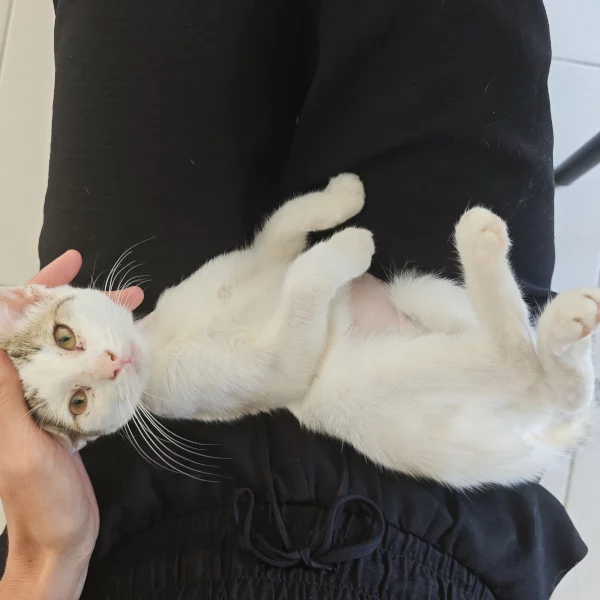 Pansy Pansy, chat femelle blanc recueilli par Les ti'chats