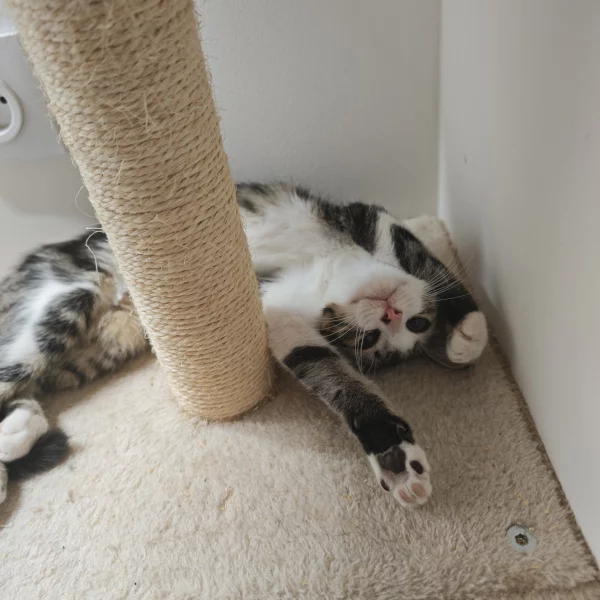 Serta Serta, chat femelle tabby et blanc recueilli par Les ti'chats