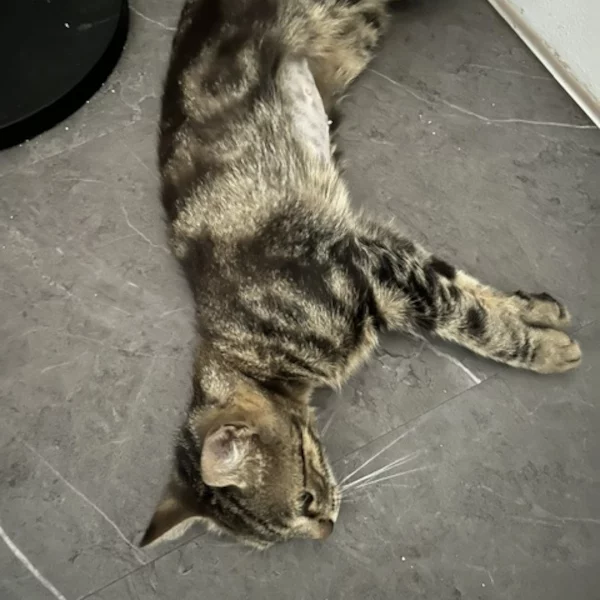 Chourav, chat femelle tabby recueilli par Les ti'chats