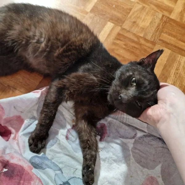 Goodwin, chat recueilli par Les ti'chats