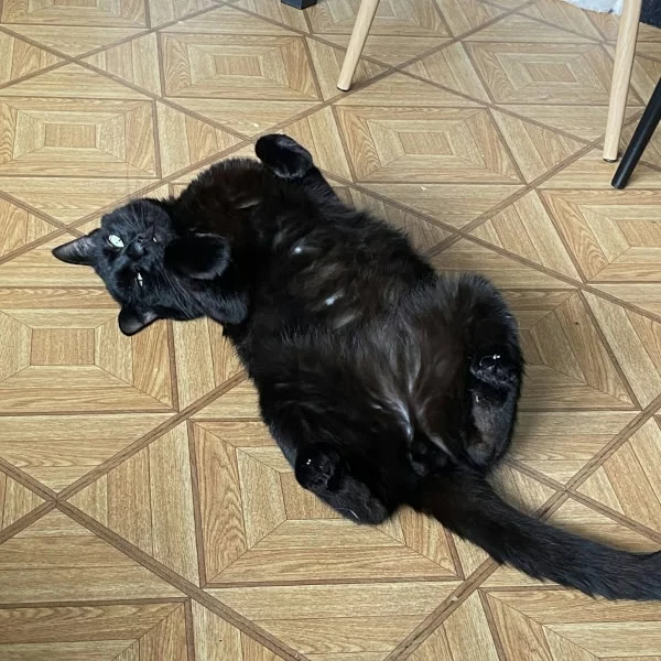 Hocus Pocus, chat recueilli par Les ti'chats