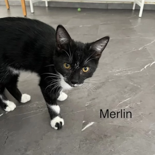 Merlin, chat mâle noir et blanc recueilli par Les ti'chats