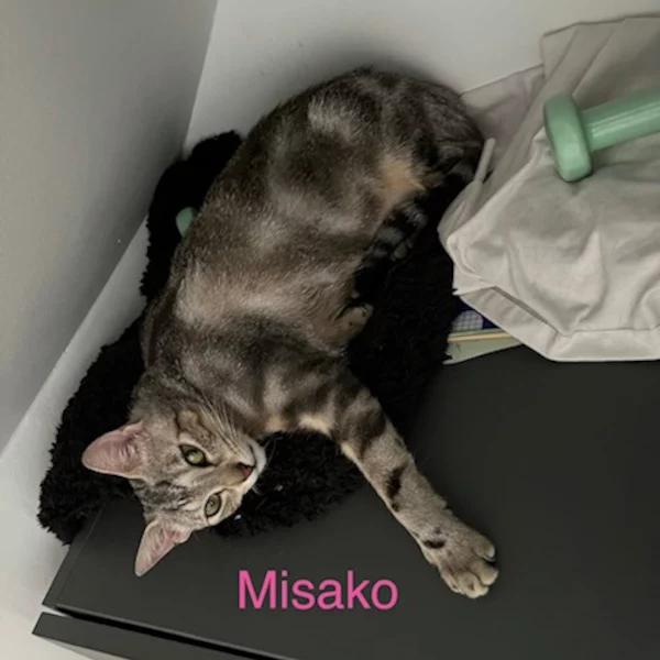 Misako Misako, chat femelle tabby recueilli par Les ti'chats