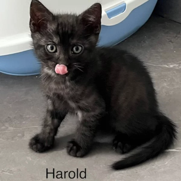 Lestichats-Harold