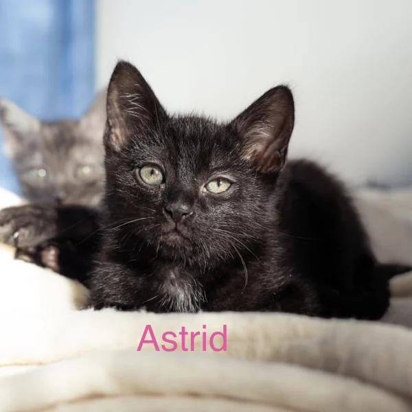 lestichat-Astrid