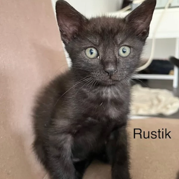 lestichats-Rustik