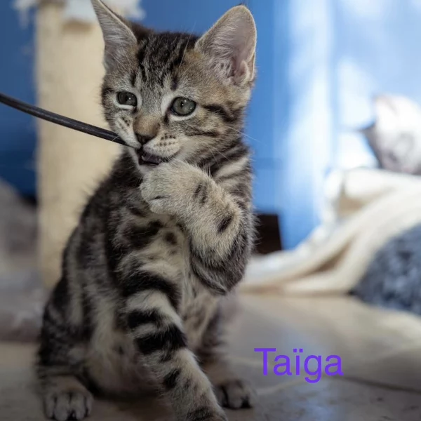 lestichats-Taïga