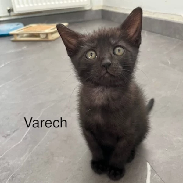 lestichats-Varech